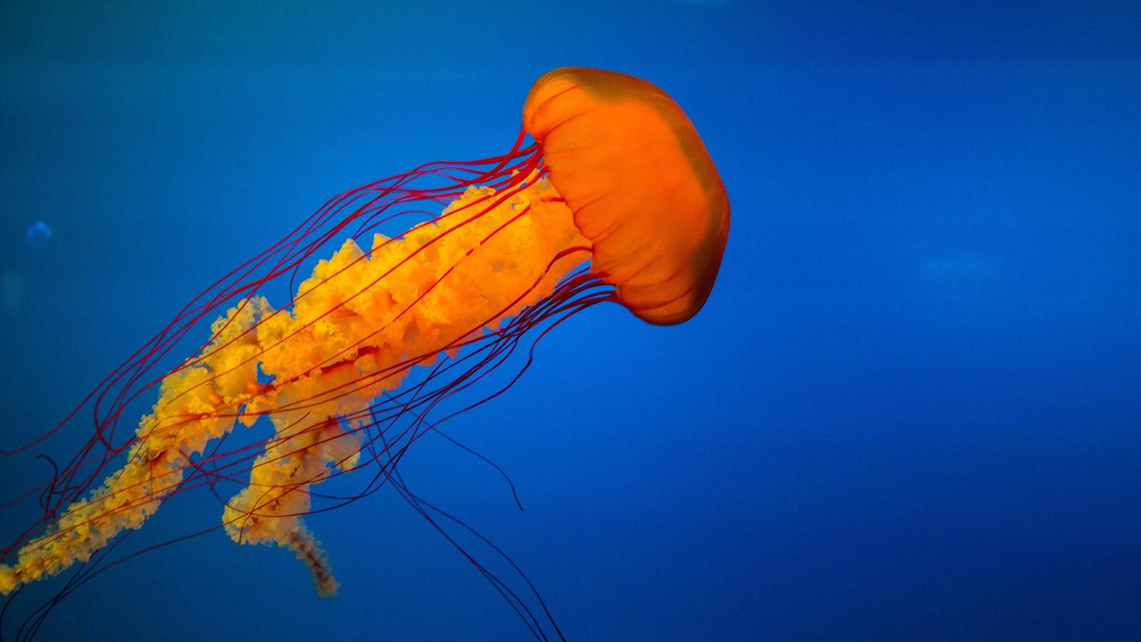 The input photo: jellyfish drifting in dark water